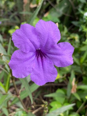 Doğa bahçesinde mor bir Ruellia tüberosa çiçeğinin dikey çekimi.