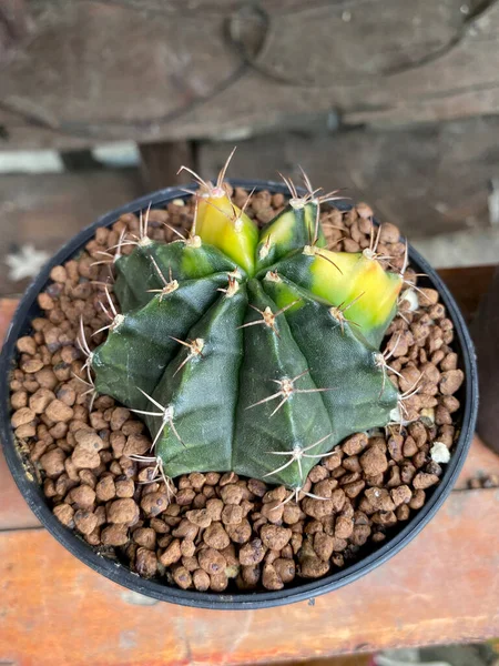 Succulent Plant Garden Cactus — Stock Photo, Image
