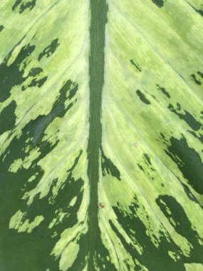 Dieffenbachia seguine yaprak dokusu arka plan, yaprak yeşili yaprak