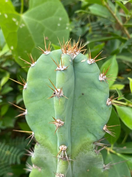 Cactus Nel Giardino Nel Parco Thailandia — Foto Stock