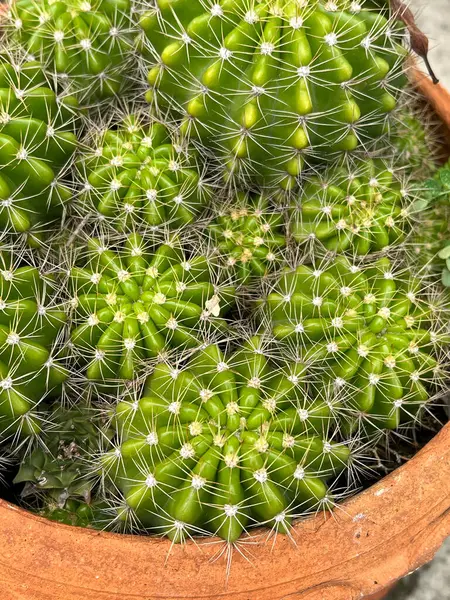 Cactus Vert Dans Pot Photos De Stock Libres De Droits