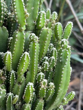 Bahçede büyüyen kaktüsün yakın görüntüsü