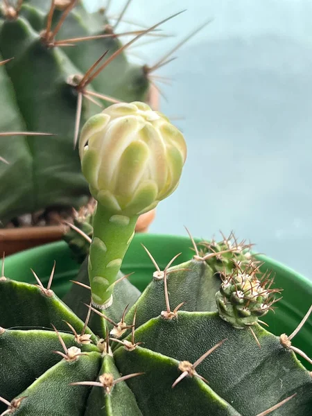 Tutup Tampilan Dari Kaktus Dalam Pot — Stok Foto