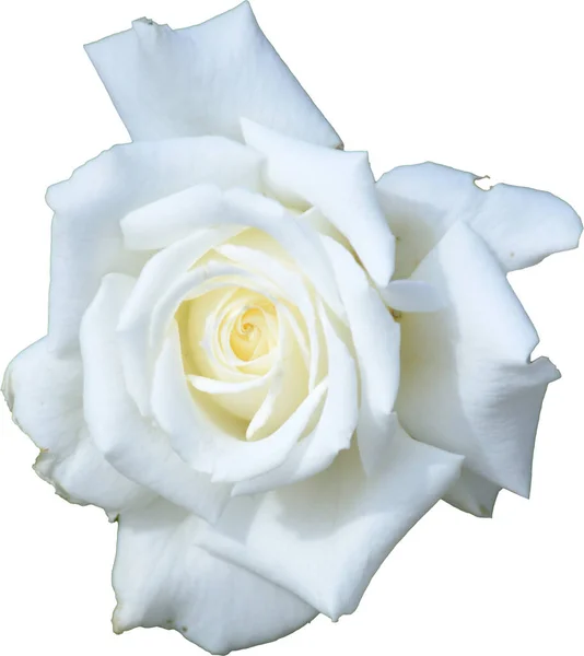 Schöne Weiße Rose Auf Weißem Hintergrund lizenzfreie Stockfotos