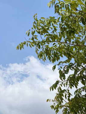 Ormanda yeşil yapraklar