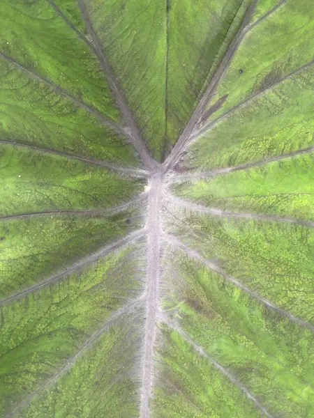 Крупним Планом Текстура Зеленого Листя Таро — стокове фото