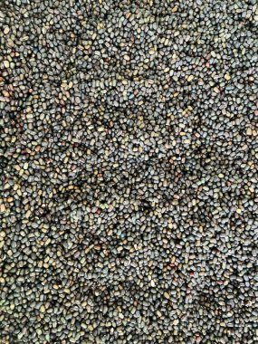 arkaplan için yeşil fasulye dokusu kullanımı