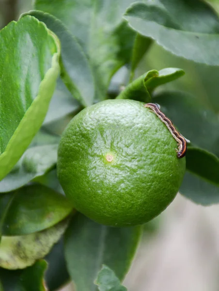 Limonka Drzewie Zielone Liście — Zdjęcie stockowe