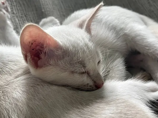 Schlafende Weiße Katze Katzenschlaf Auf Grauem Hintergrund — Stockfoto