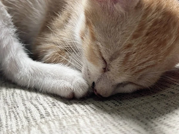 Gato Durmiendo Cama —  Fotos de Stock
