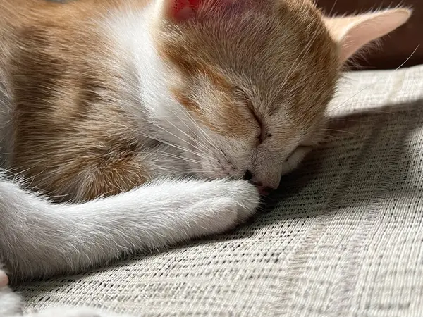Χαριτωμένη Γάτα Κοιμάται Στον Καναπέ — Φωτογραφία Αρχείου