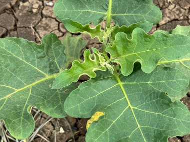 Bahçede yeşil patlıcan yaprakları