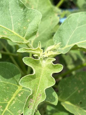 Bahçede yeşil patlıcan yaprakları