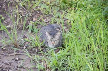 Kedi yeşil çimlerin üzerinde oturuyor..