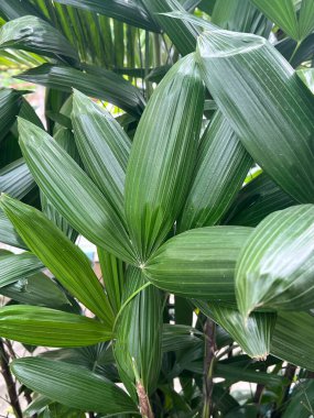 Hindistan cevizi ya da palmiye ağacı.