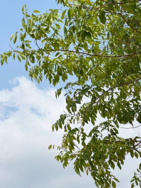 Mavi gökyüzü ağaçlarının dalları.