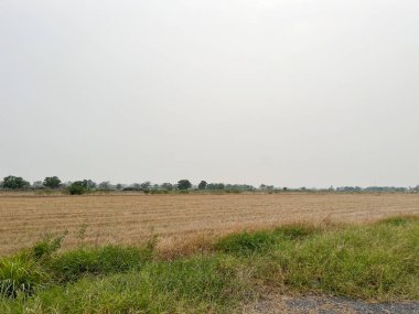 Mavi gökyüzü olan pirinç tarlası