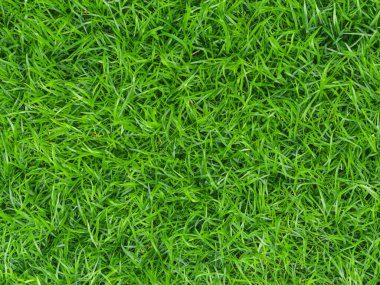 Taze yeşil çim arka planı kapatın.