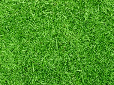 close up fresh green grass background. clipart