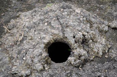 Yerdeki eski çukur.