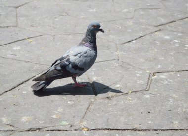 Caddedeki güvercini kapatın.