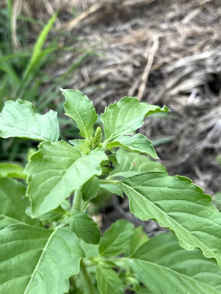 stock image close - up view of young holy basil plant leaves in the garden