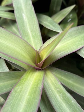 Yeşil bir Tradescantia Spathacea bitkisinin yakınında.