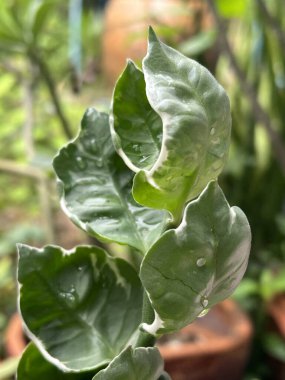 yeşil Euphorbia titimaloides yaprakları bahçede