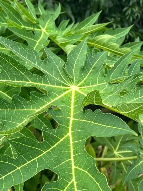 Doğa bahçesindeki yeşil papaya yapraklarına yakın.