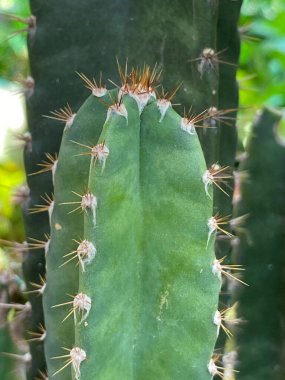 Bahçedeki kaktüsü kapat.