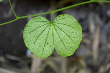 Ormanda yeşil yapraklar