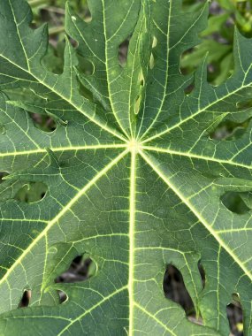 Bir papaya bitkisinin yaprağını kapat.