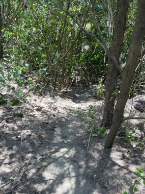 Orman ağaçlarını kapatın.