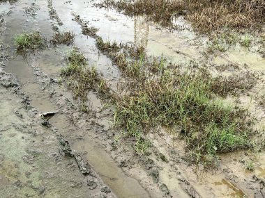 Bahçedeki çamur ve çimenleri kapatın.