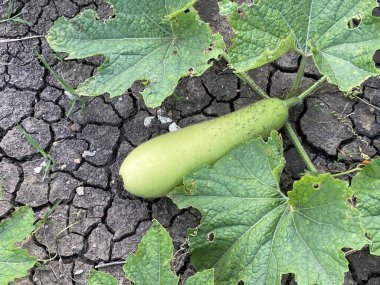 Bahçedeki ağaçta yetişen karpuz