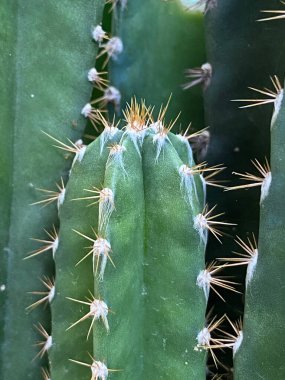 Bahçedeki güzel kaktüs