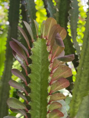 yeşil Milkbush ağacı doğa bahçesinde