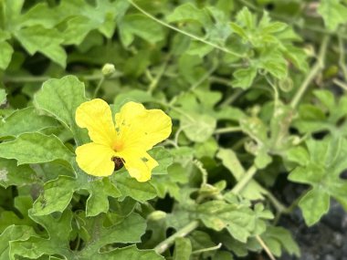 # Bahçedeki acı kabak çiçekleri #