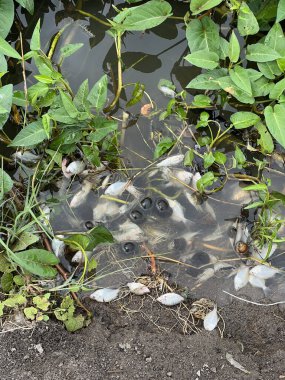 Gölde ölü balık ve su ıspanağı