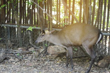 Hayvanat bahçesindeki geyiği kapat.