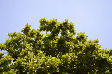 Yapraklı ağaç dalları, flora