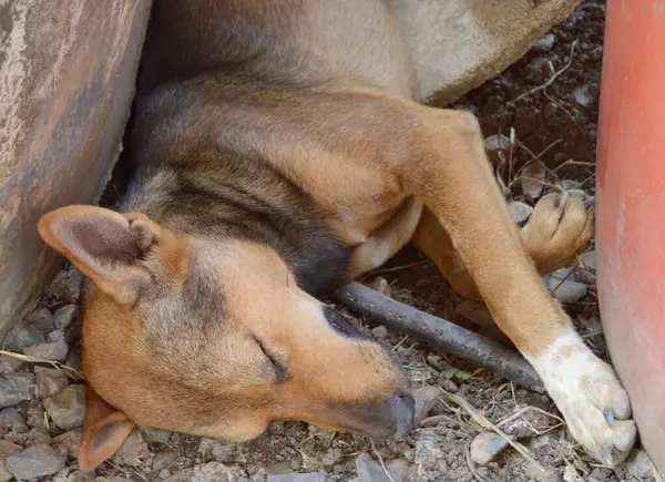 Köpek yere düştü. Köpek avluda yerde uyuyor.