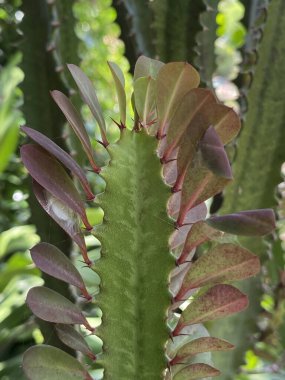 yeşil Milkbush ağacı doğa bahçesinde