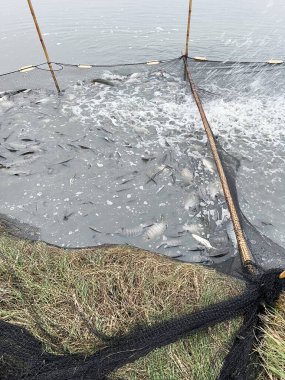 Gölde balık tutmak, balık havuzunda tilapia