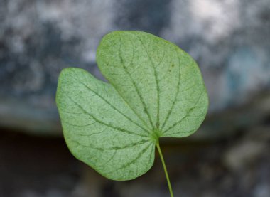 Beton zeminde yeşil yaprak.