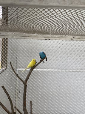 Kafesteki sarı papağan