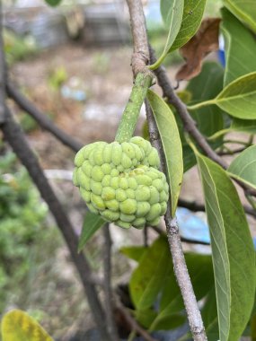 Ağaçtaki yeşil elma şekeri