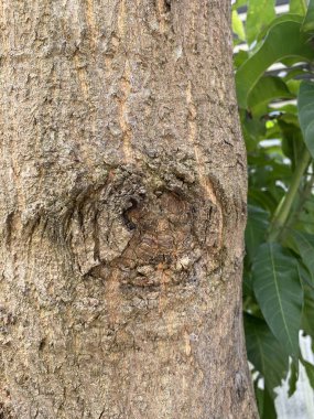 Ağaç gövdesini kapatın.