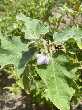 patlıcanın mor çiçeği