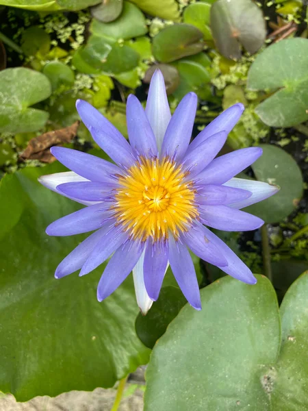 Blaue Seerose Garten lizenzfreie Stockfotos